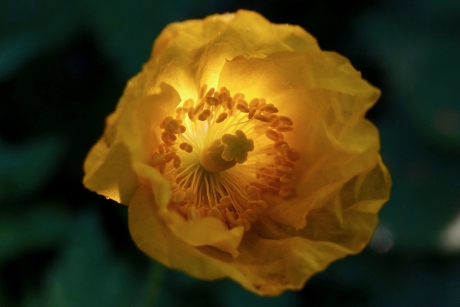 Door-Schijnpapaver