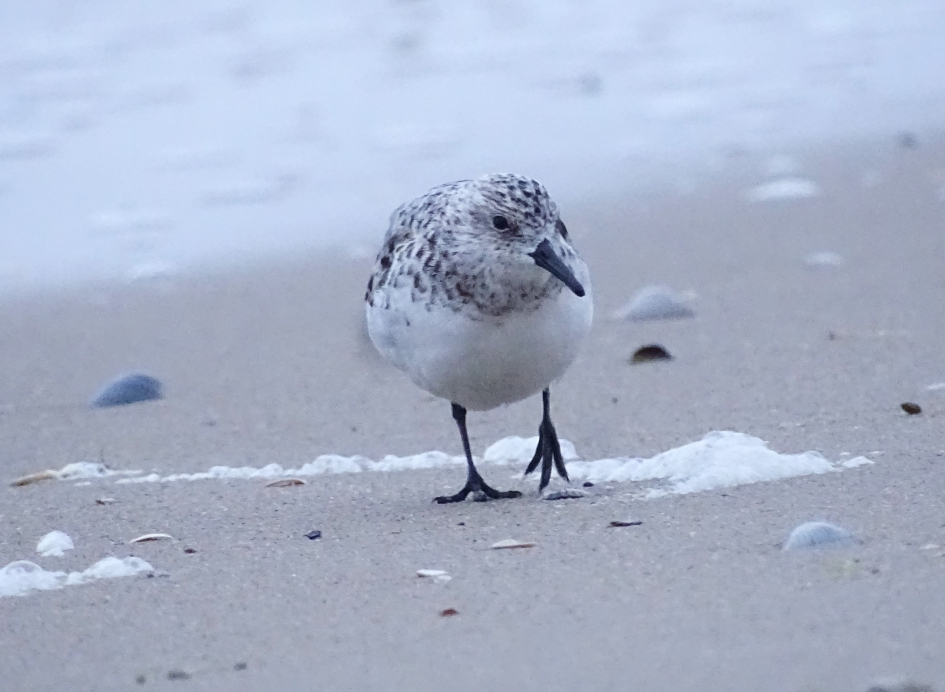 Drieteenstrandloper - Vogels - 
