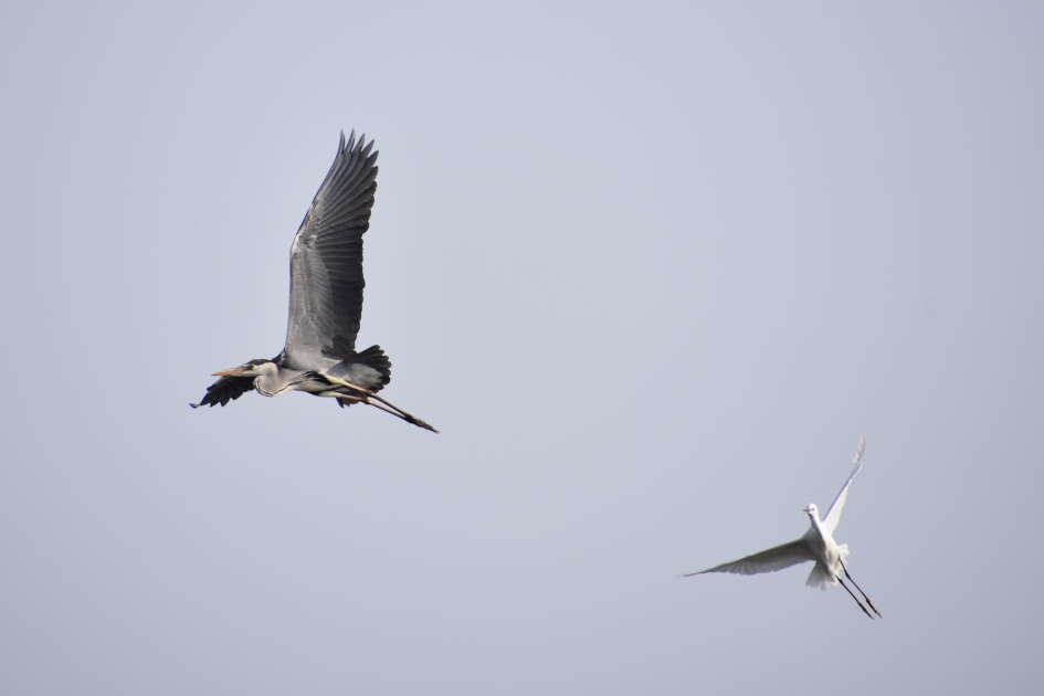 Druk in de lucht - Vogels - 