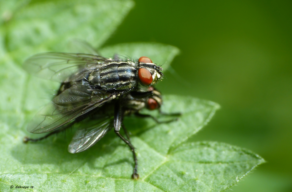 Dubbeldekker - Geleedpotigen - Dambordvlieg