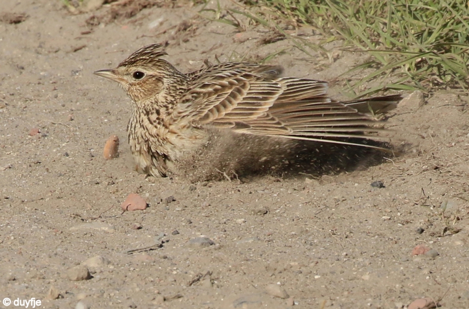 Een heerlijk zandbad - Vogels - Veldleeuwerik