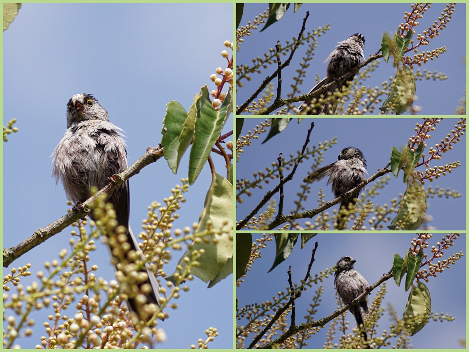 Een staartmeesje - Vogels - 