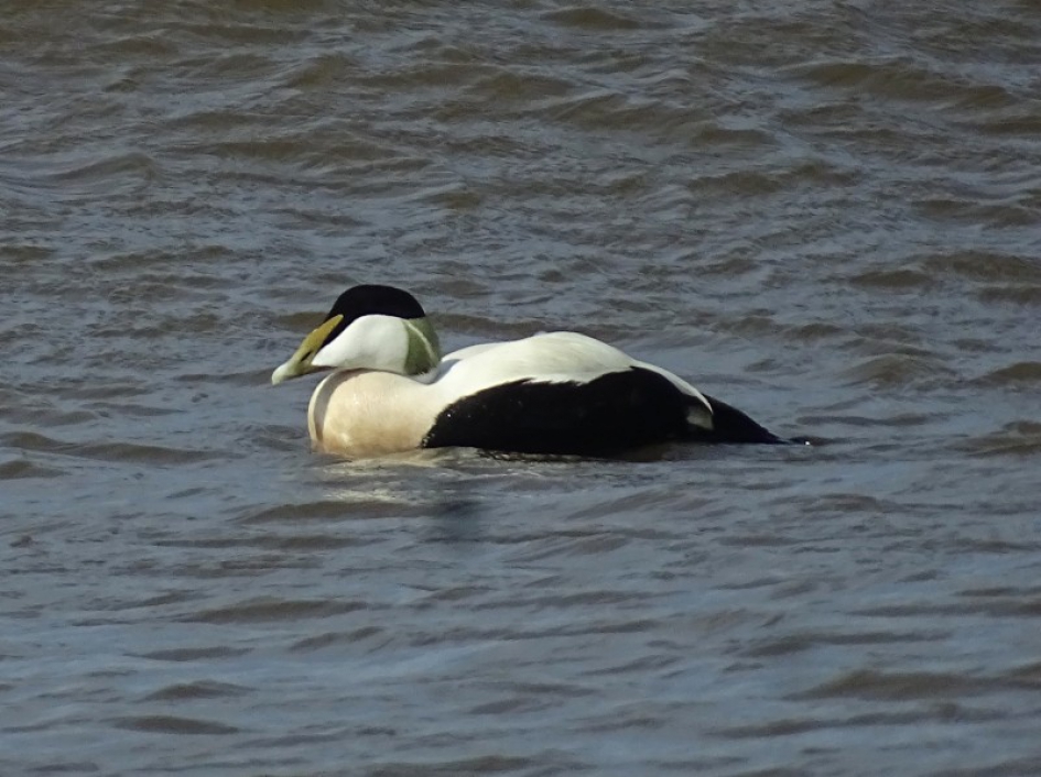 Eider - Vogels - 