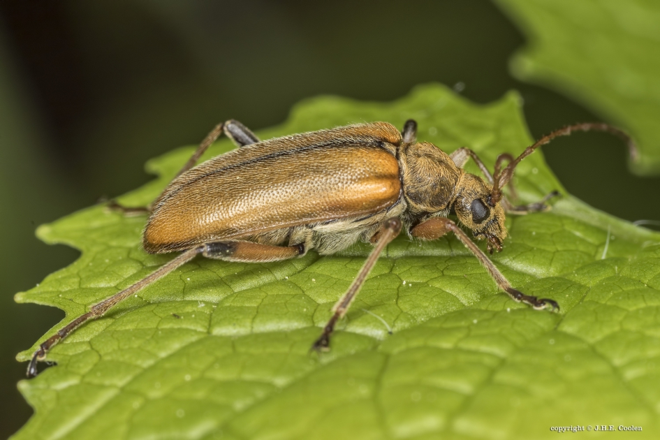 Eiken-bloesemboktor (Cortodera humeralis) - Geleedpotigen - Eiken-bloesemboktor