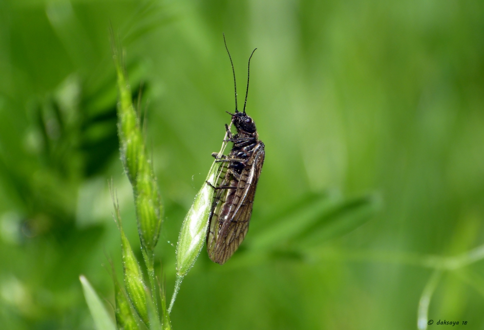 Elzenvlieg of slijkvlieg - Geleedpotigen - 