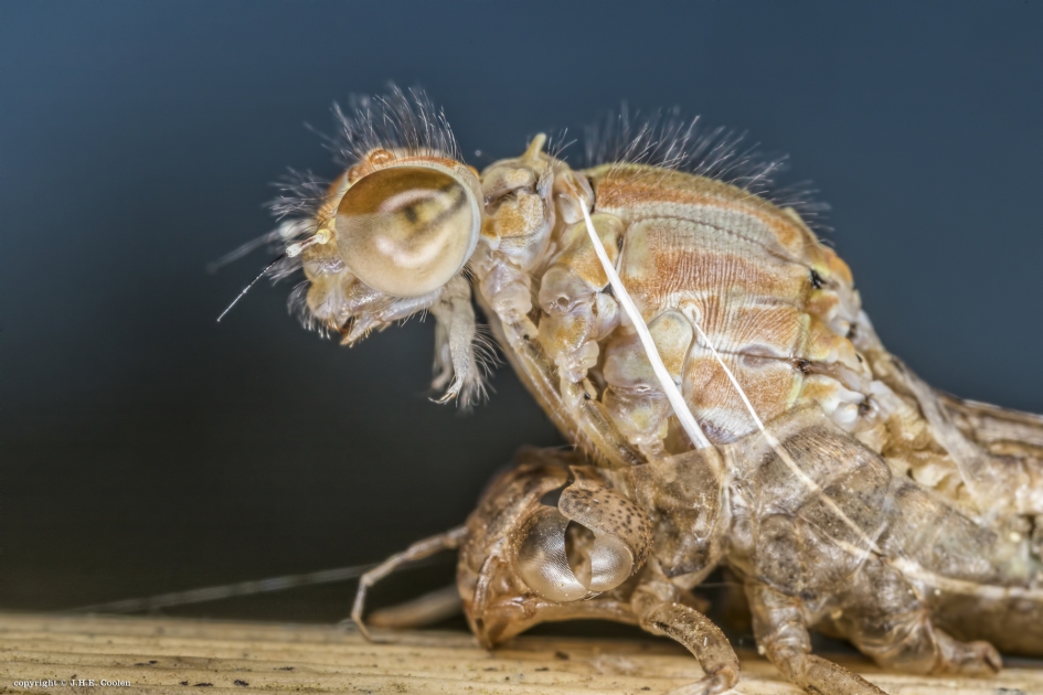 Eruit - Geleedpotigen - Juffer