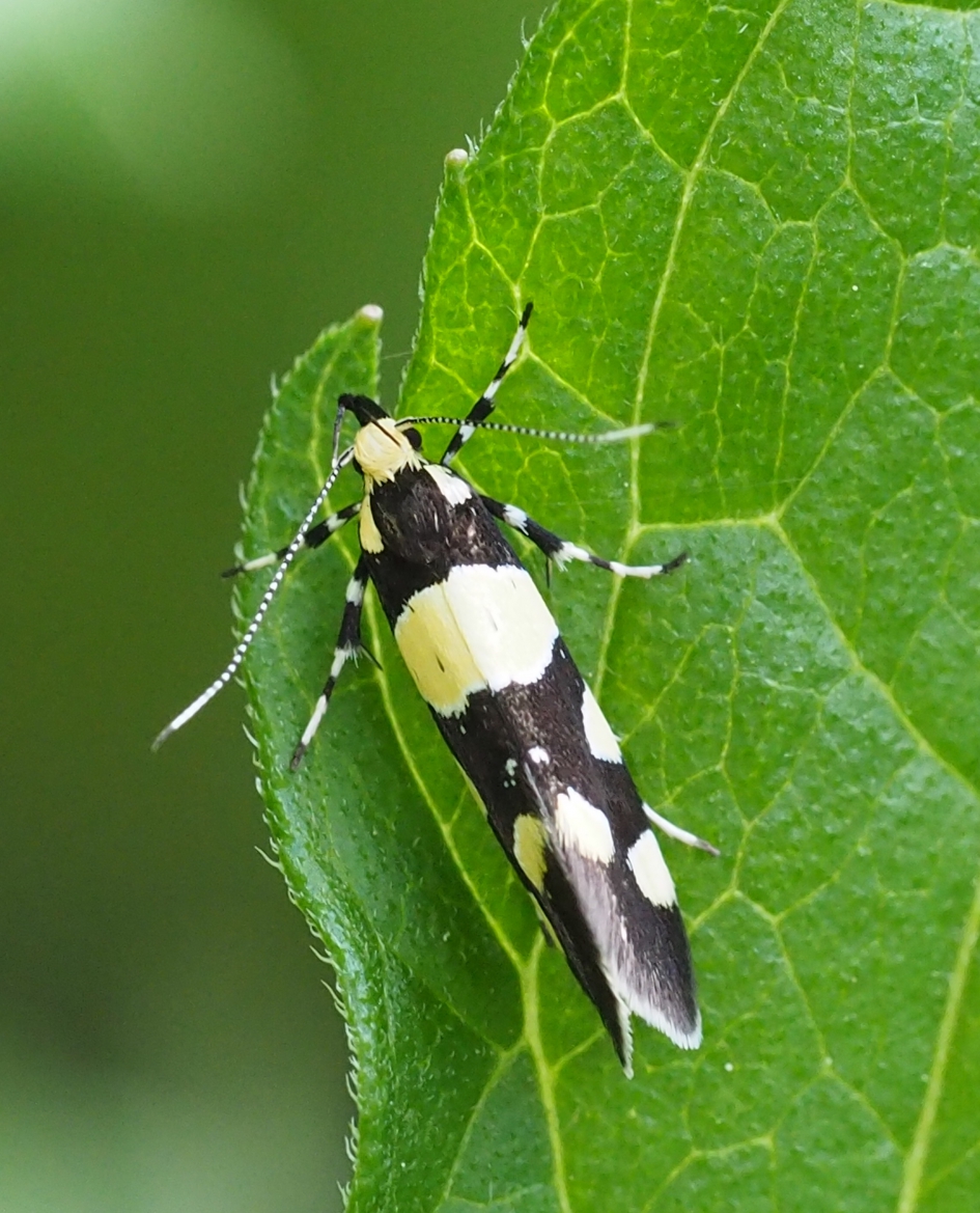 Ethmia quadrillla - Geleedpotigen - Zwart wit microvlinder