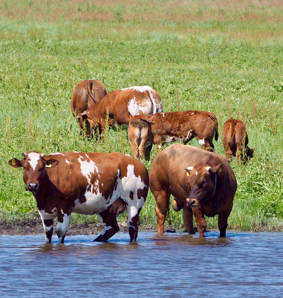 Even afkoelen - Zoogdieren - Roodbont