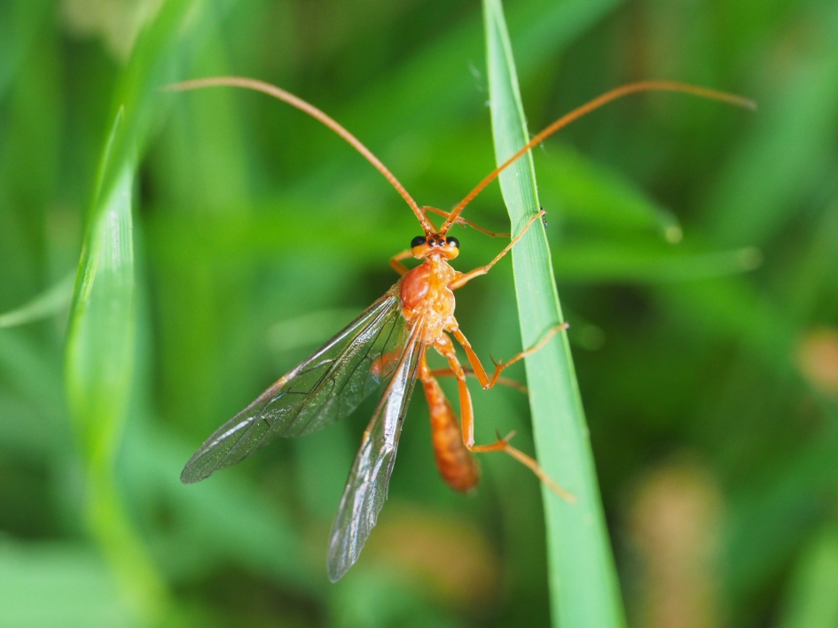 Even houvast - Geleedpotigen - Gewone sluipwesp