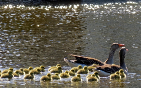 familie Gans