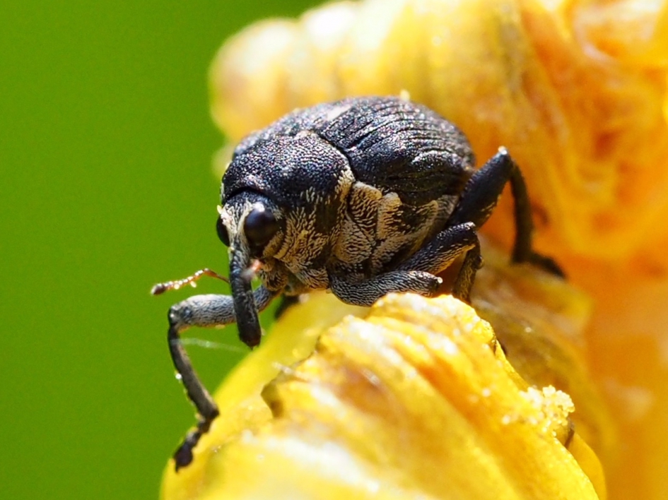 Fascinatie - Geleedpotigen - Lissenboorder of lissnuitkever.
