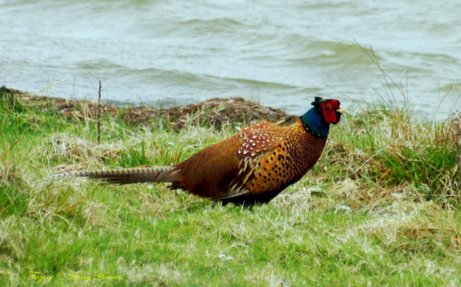 Fazant - Vogels - fazant