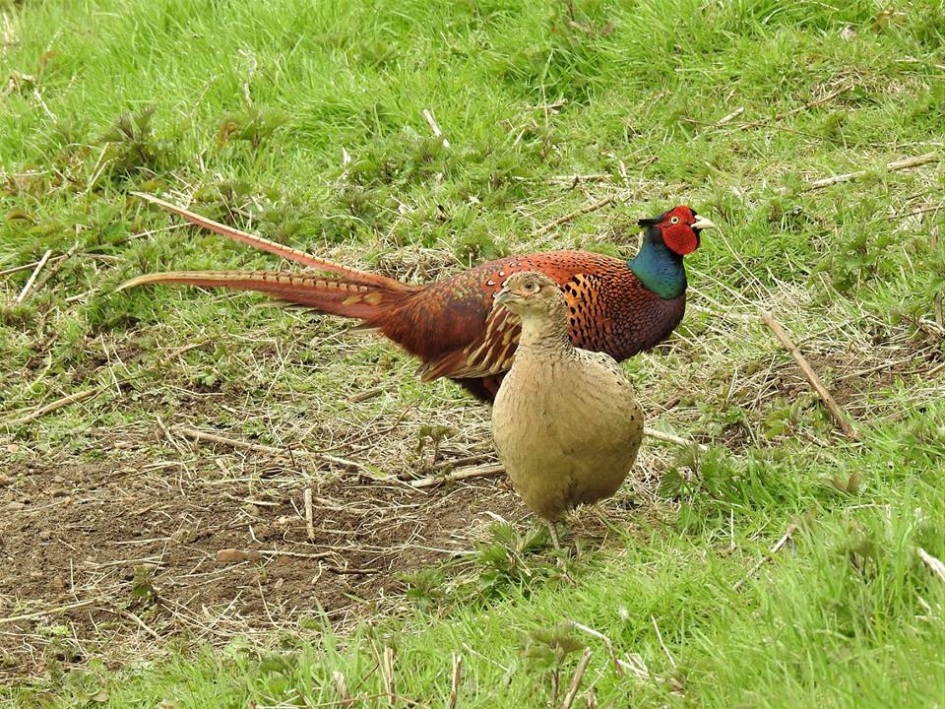 Fazantenpaartje aan de scharrel - Vogels - Fazant