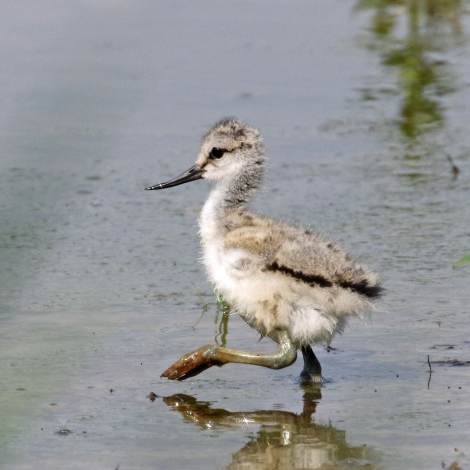 Fiere jonge kluut - Vogels - Kluut