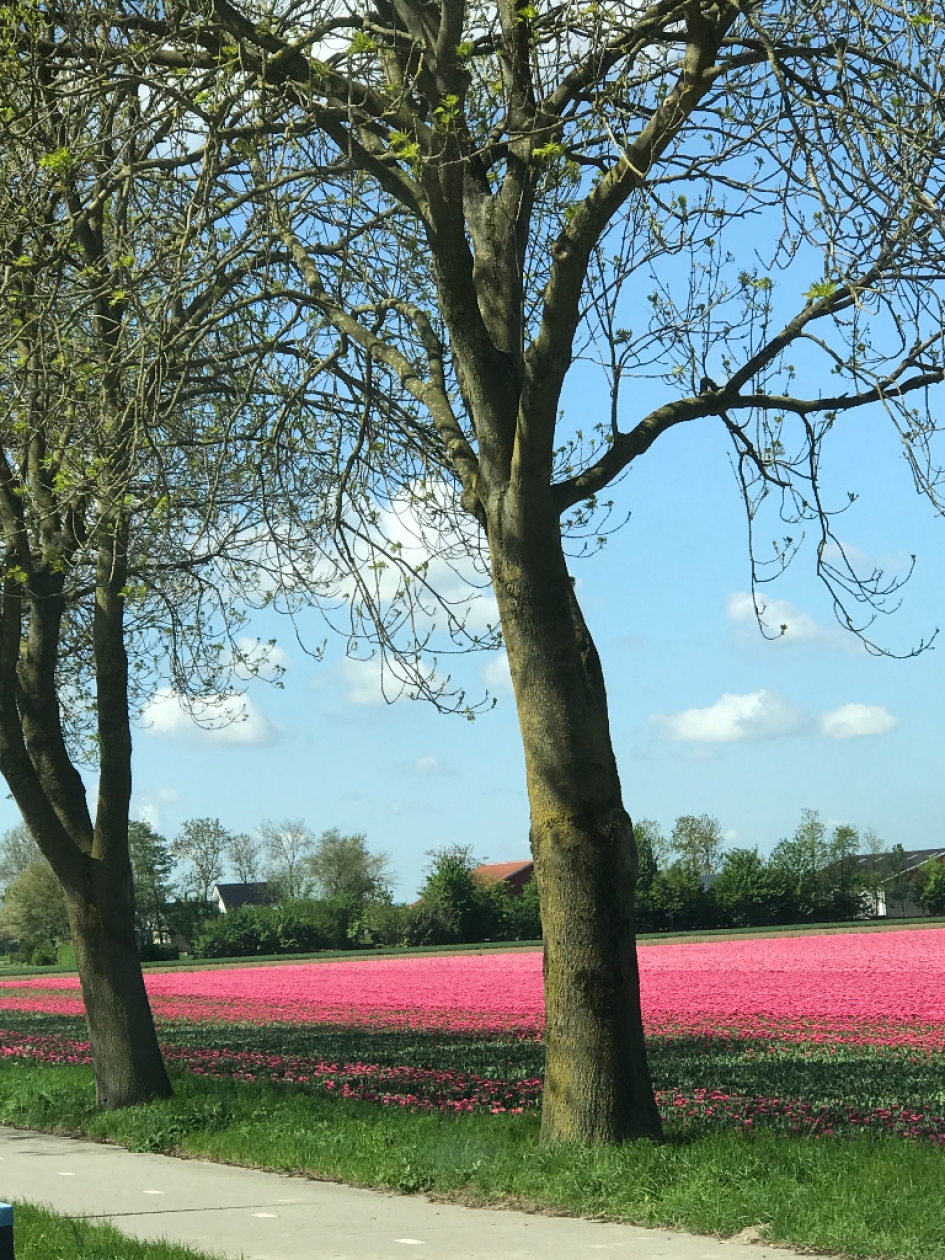 Flevopolder - Planten - 