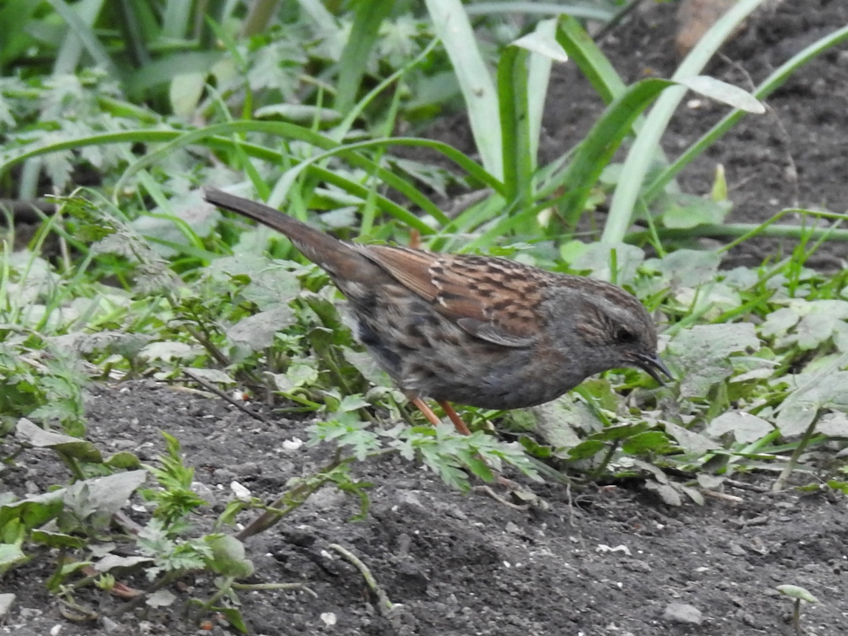 Foeragerende heggemus - Vogels - Heggenmus