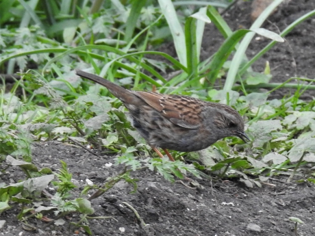 Foeragerende heggemus