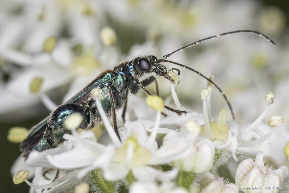 Fraaie schijnboktor - Geleedpotigen - Fraaie schijnboktor