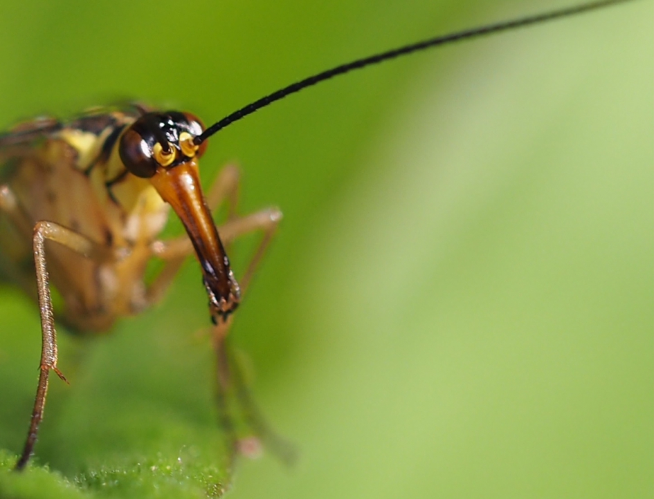 Frontaal - Geleedpotigen - Schorpioenvlieg