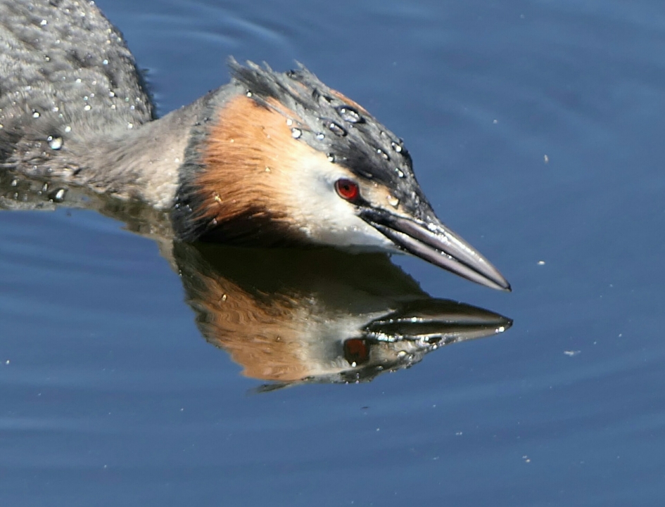 Fuut - Vogels - Fuut