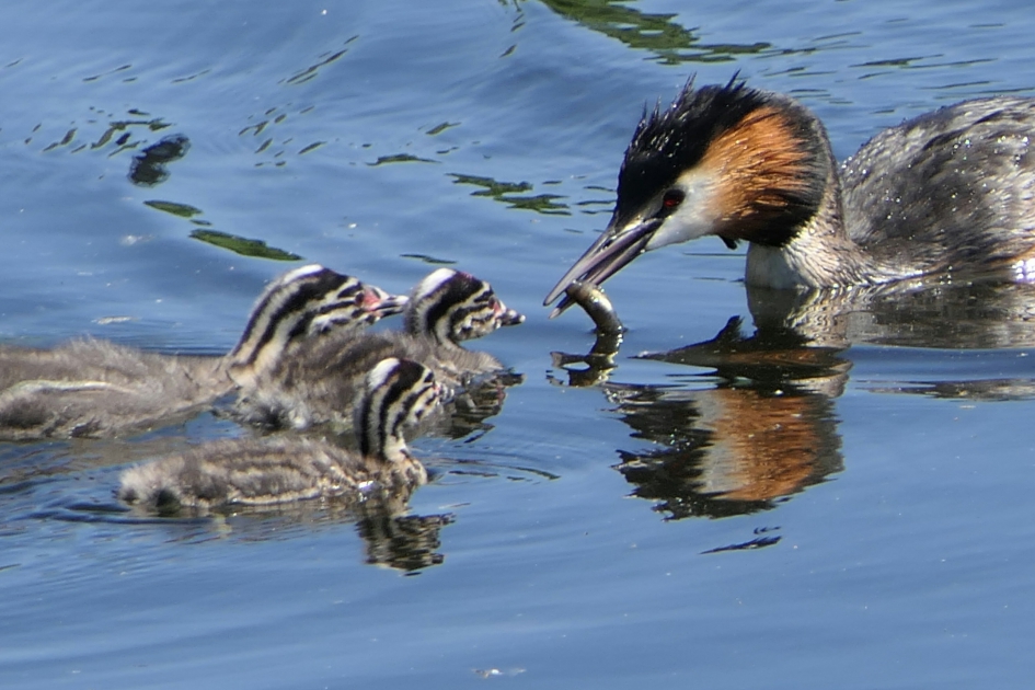 Fuut - Vogels - Fuut