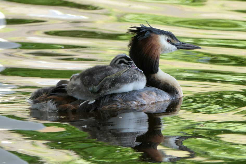 Fuut - Vogels - Fuut