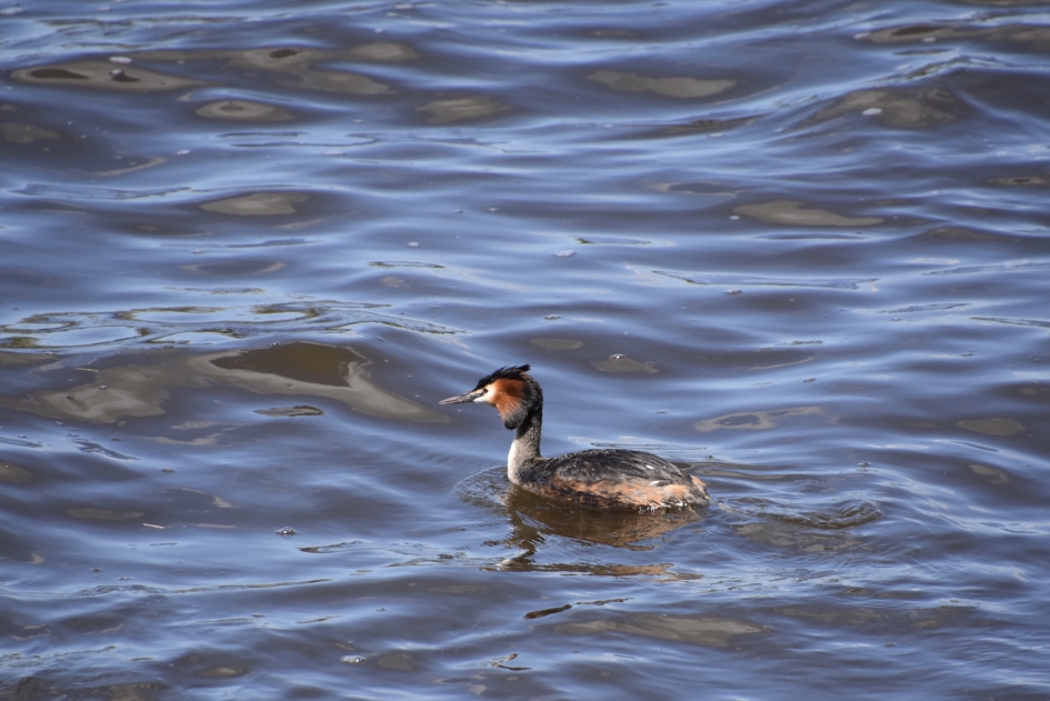 Fuut - Vogels - 