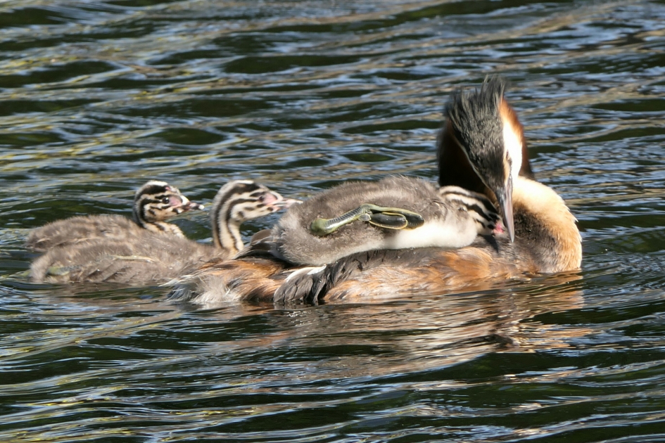 Fuut - Vogels - Fuut