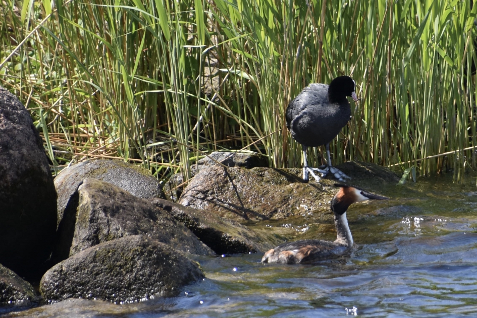 Fuut en meerkoet - Vogels - 