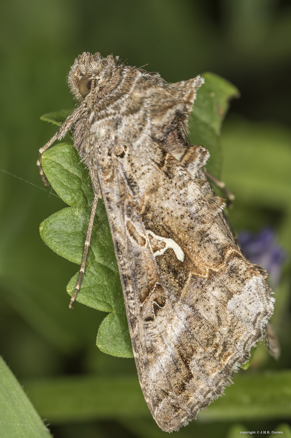 Gamma uil - Geleedpotigen - Gamma uil