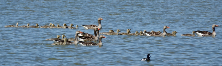 Ganzen creche - Vogels - Grauwe Gans