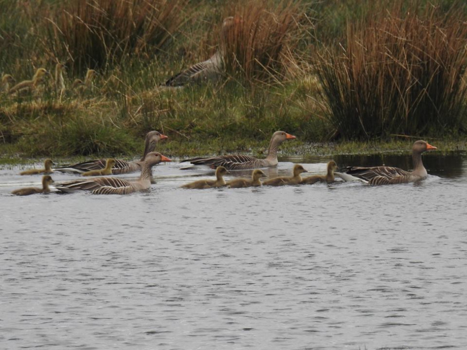 Ganzencreche - Vogels - Grauwe gans