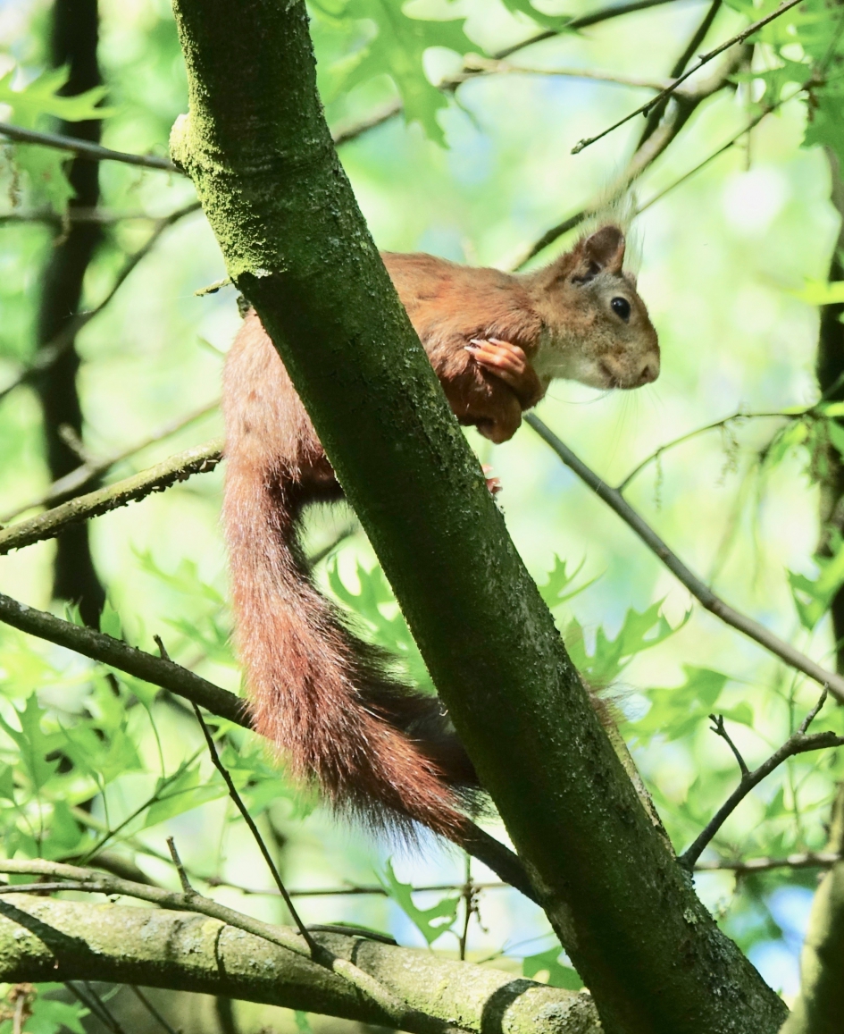 Geduld is een schone zaak - Zoogdieren - Eekhoorn
