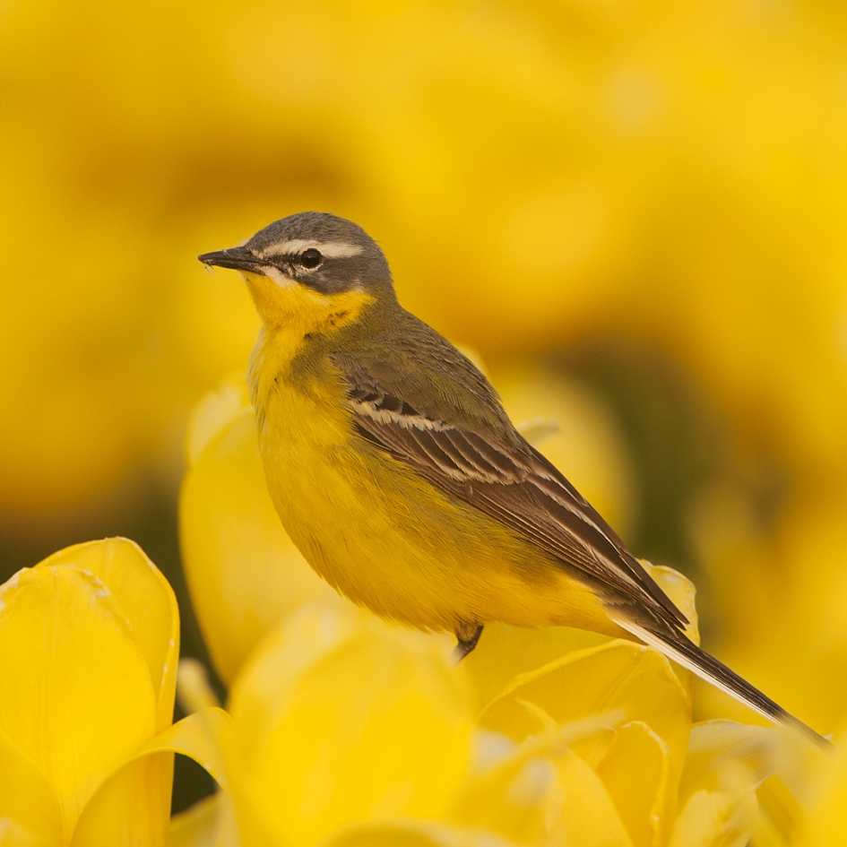 Geel - Vogels - Gele kwikstaart