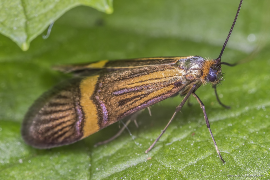 Geelband langsprietmot - Geleedpotigen - Geelband langsprietmot
