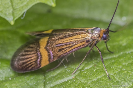 Geelband langsprietmot