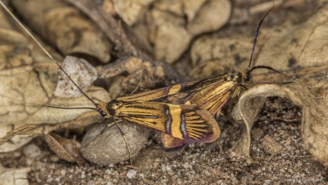 Geelband langsprietmot