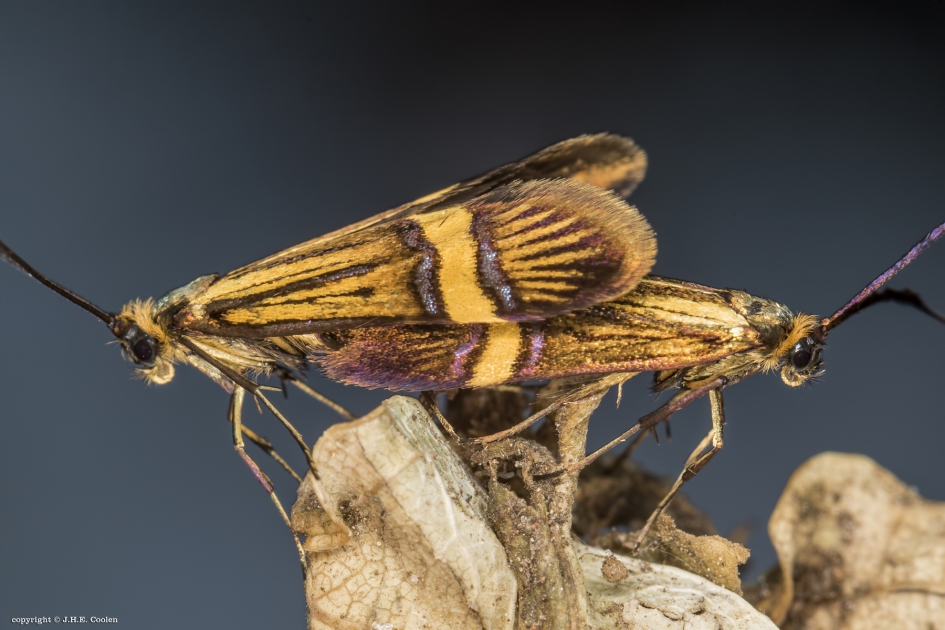 Geelband langsprietmot - Geleedpotigen - Geelband langsprietmot