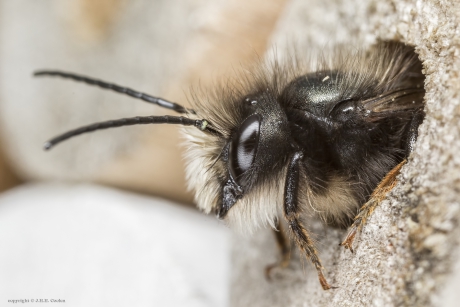 Gehoornde metselbij (man)
