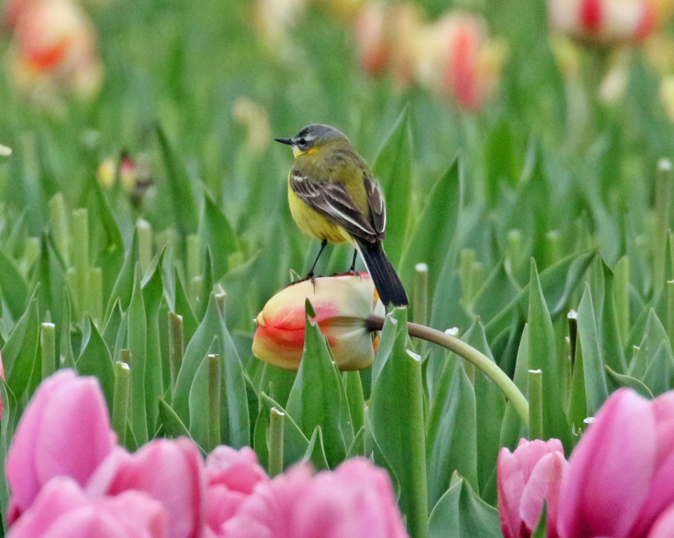Gele kwikstaart - Vogels - 