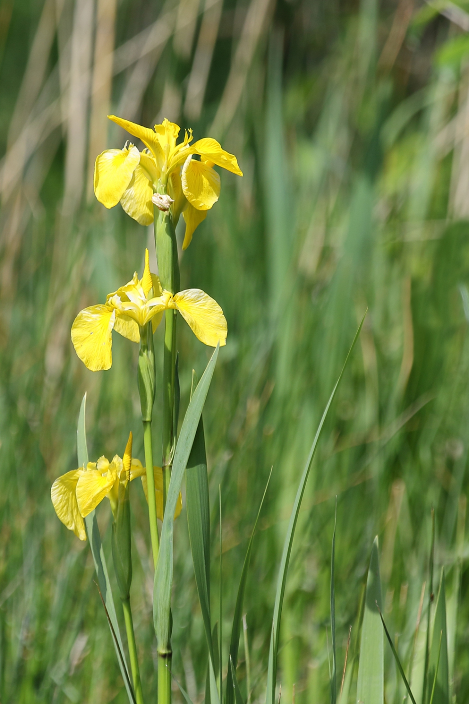 gele lis - Planten - 