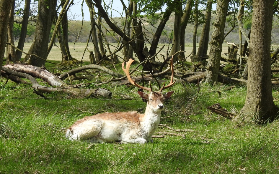 Genieten...het zonnetje is terug !!! - Zoogdieren - Damhert