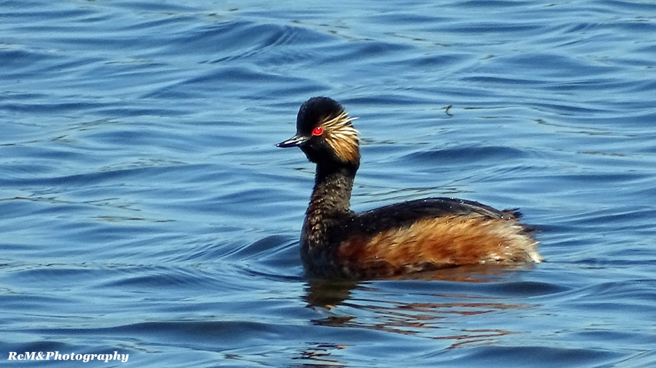 Geoorde Fuut. - Vogels - Geoorde Fuut.