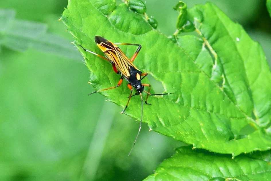Geribde prachtblindwants - Geleedpotigen - Geribde prachtblindwants