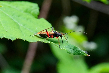 Geribde prachtblindwants