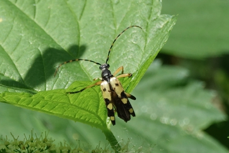 Geringelde smalboktor