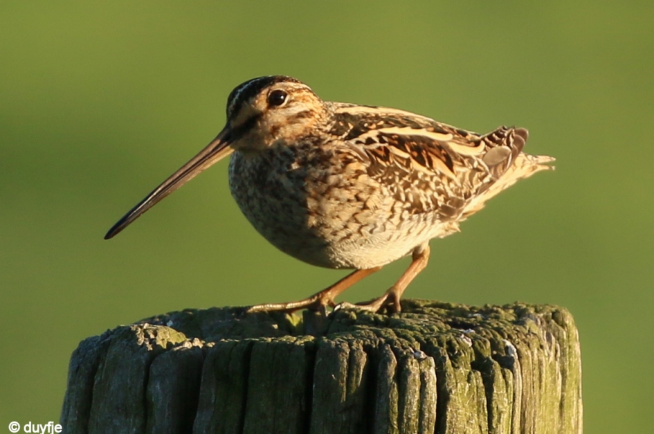 Ge"snipt" - Vogels - Snip