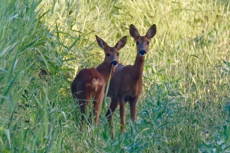 Gespot - Zoogdieren - Ree