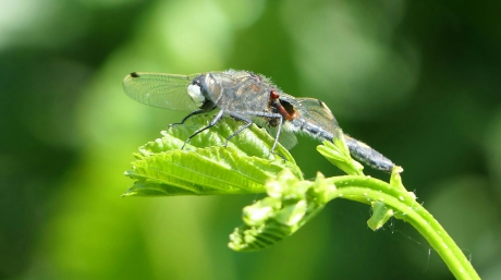 Gevlekte witsnuit libelle