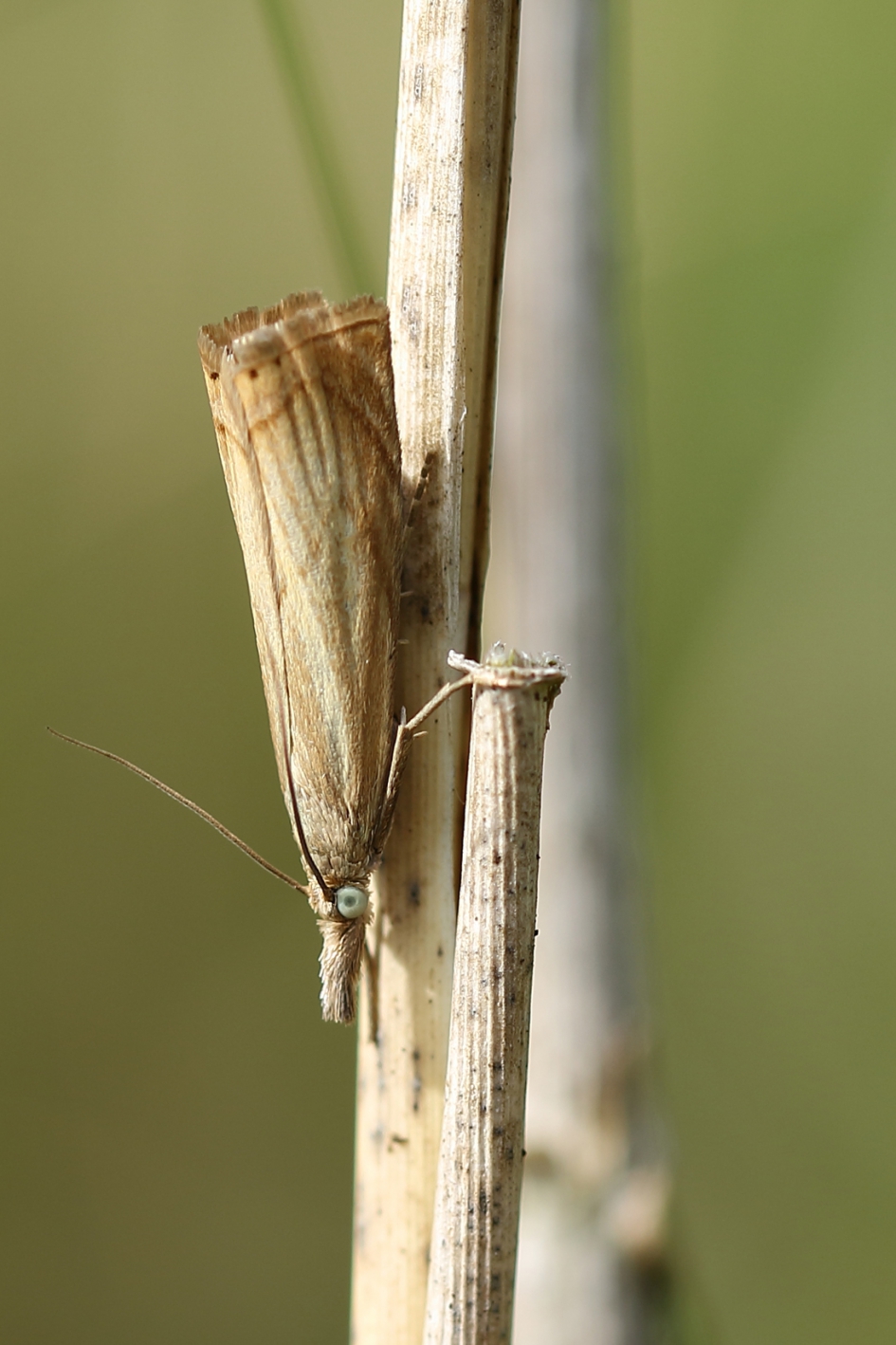 gewone grasmot - Geleedpotigen - 